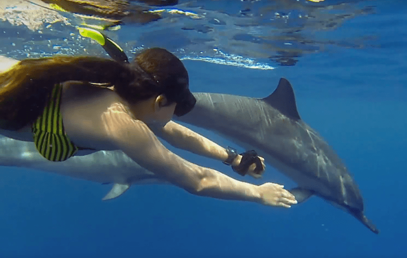 Mnemba Dolphins Tour & Snorkeling